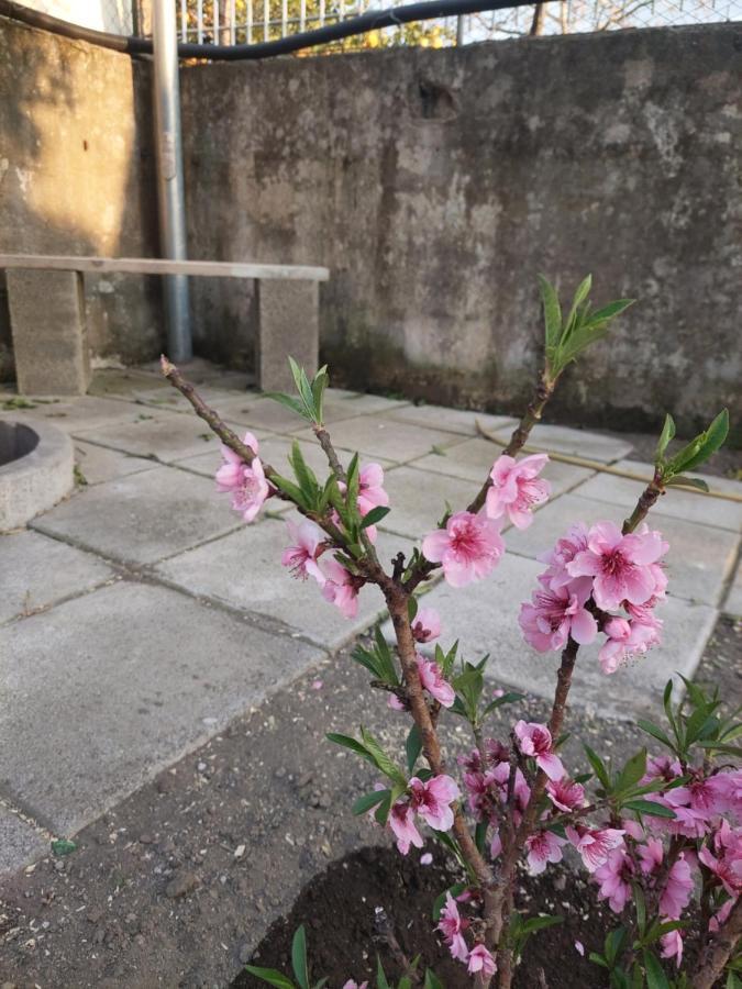 B&B Villa La Ginestra Boscoreale Bagian luar foto